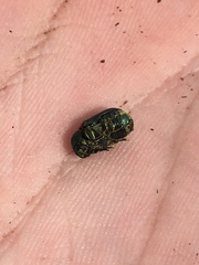 Cryptocephalus sericeus