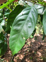 Castanopsis kawakamii