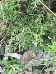 Gonocarpus tetragynus