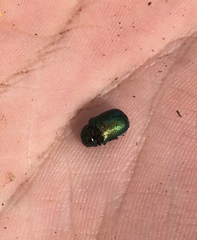 Cryptocephalus sericeus