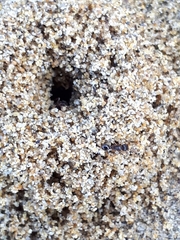 Tetramorium caespitum