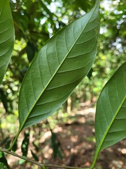 Castanopsis kawakamii