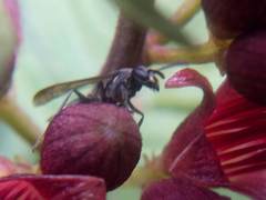 Polybia occidentalis