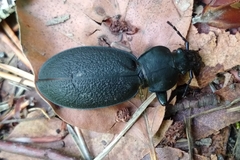 Carabus coriaceus