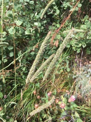 Phleum phleoides