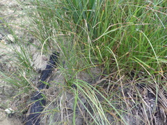 Carex praecox