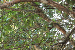 Coccothraustes coccothraustes