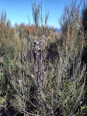 Allocasuarina