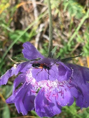Stenurella jaegeri