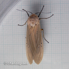 Creatonotos transiens vacillans