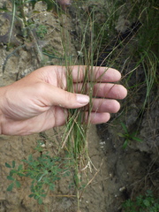 Carex praecox