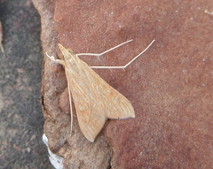 Antigastra catalaunalis