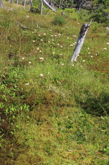 Eriophorum