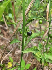 Solanum nigrum