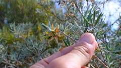 Eremophila