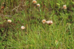 Eriophorum