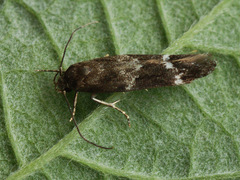 Mompha subbistrigella