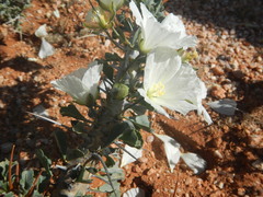 Monsonia