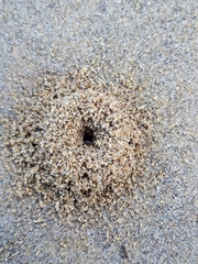 Tetramorium caespitum