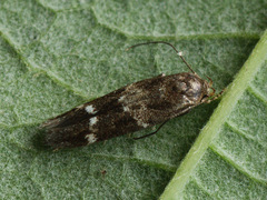 Mompha subbistrigella