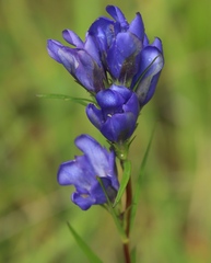Gentiana pneumonanthe