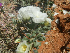 Monsonia
