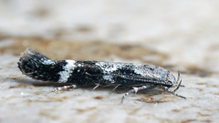Mompha sturnipennella