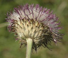 Carduus defloratus