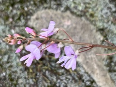 Hylodesmum nudiflorum