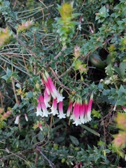 Epacris longiflora