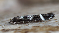 Mompha sturnipennella