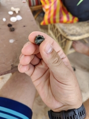Neogastropoda