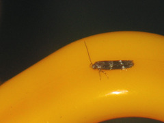 Mompha subbistrigella