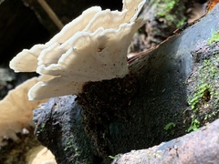 Trametes menziesii