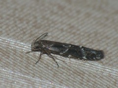 Mompha subbistrigella