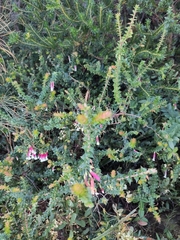 Epacris longiflora