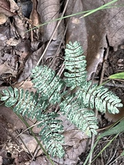 Mimosa microphylla