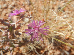 Ruschieae