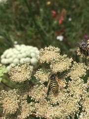 Dolichovespula sylvestris