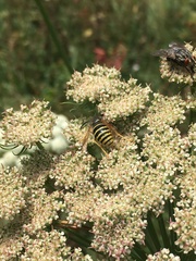 Dolichovespula sylvestris