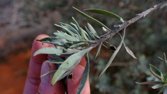 Eremophila