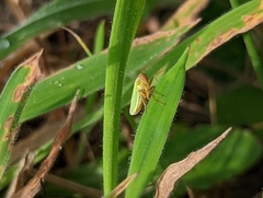 Cicadella viridis