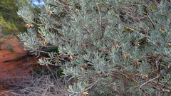 Eremophila