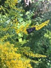 Lacinipolia renigera