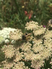 Dolichovespula sylvestris