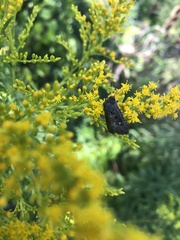 Lacinipolia renigera