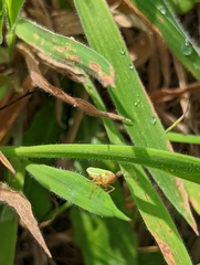Cicadella viridis