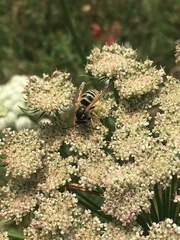 Dolichovespula sylvestris