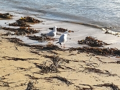 Chroicocephalus novaehollandiae