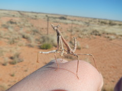 Schizomantodea